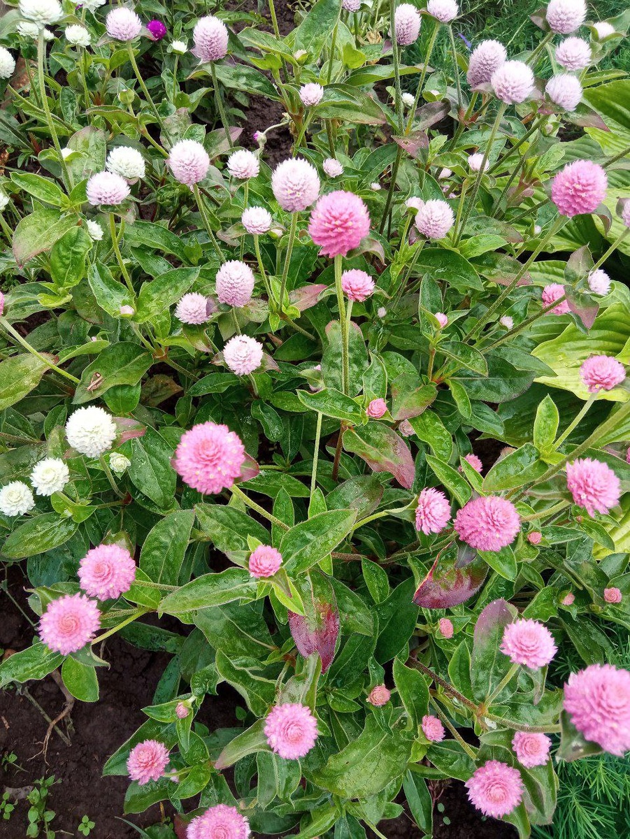 Гомфрена. Семейство "Амарантовые". Фото автора канала "Огород для души".