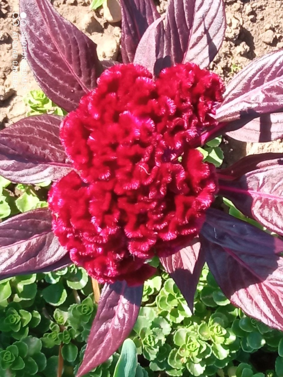 Целлозия. Семейство "Амарантовые". Фото автора канала "Огород для души"