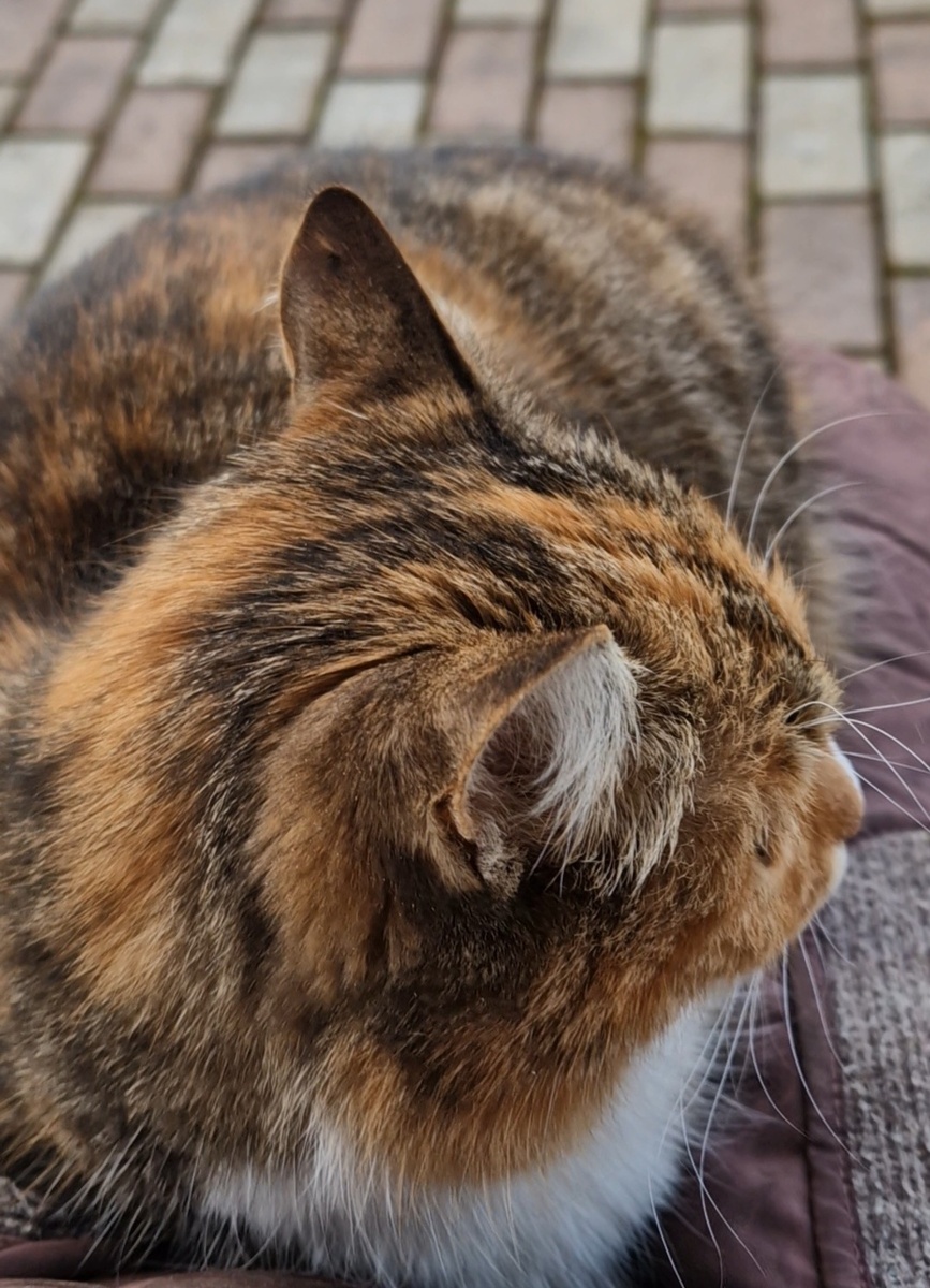 Моя третья кошка Люся