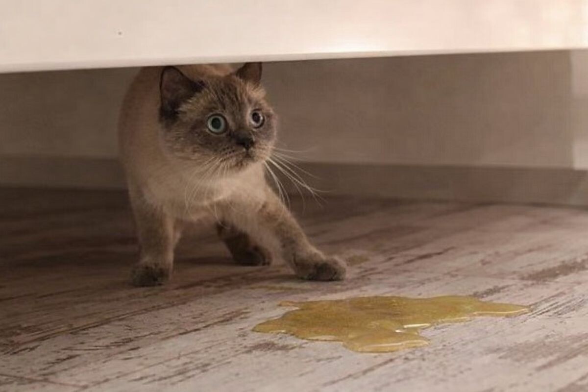 Кошка описалась от страха