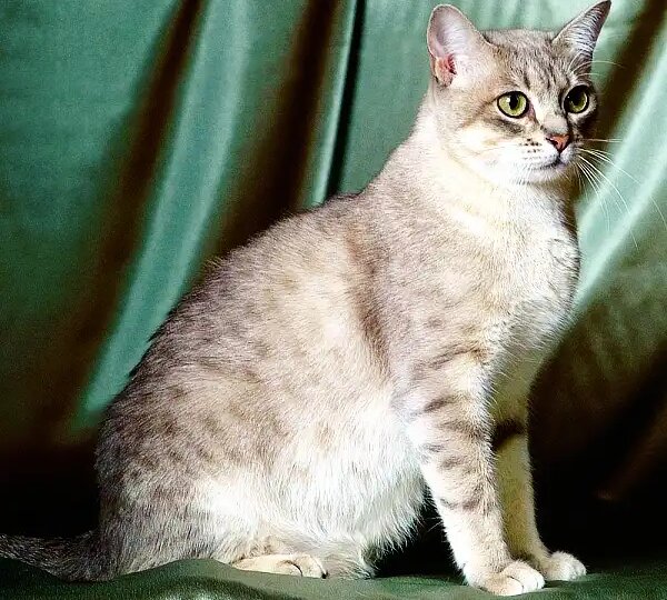 Австралийский мист: секрет идеальной домашней кошки