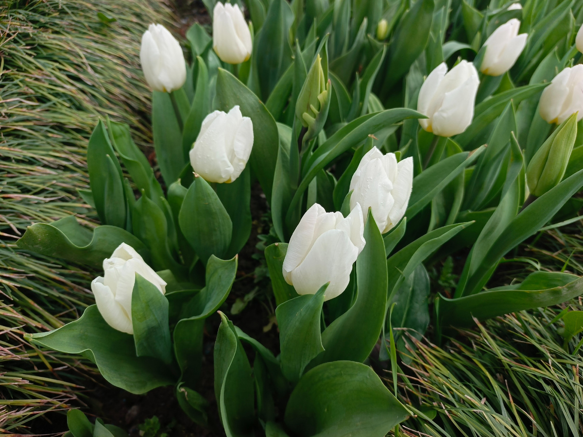 ФТ Сириус, тюльпаны, март 2026 года