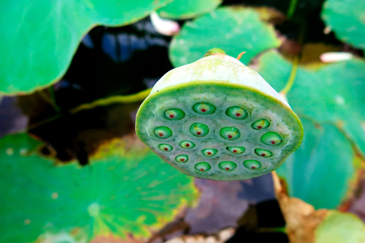 Эта коробочка ещё зелёная. Фото: Александра Зайцева