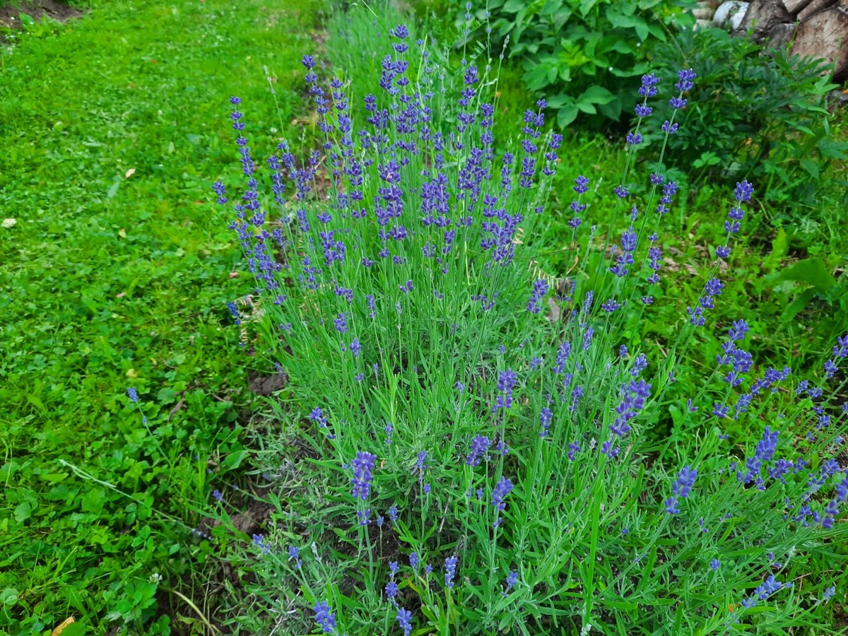 Фото Шаховой С.Р. Лаванда, выращенная в Тверской области, сорт "Синева"