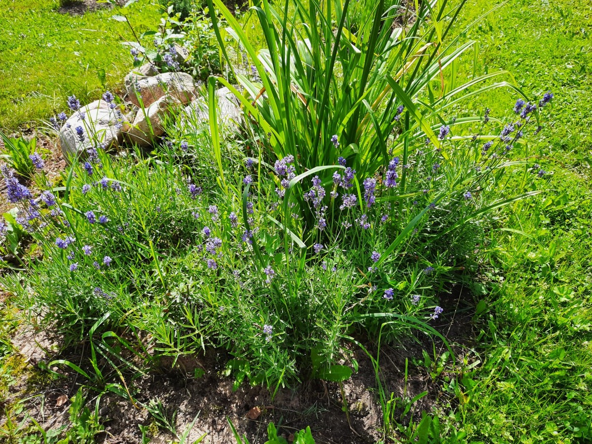 Фото Шаховой С.Р. Лаванда, выращенная в Тверской области, сорт "Южанка"