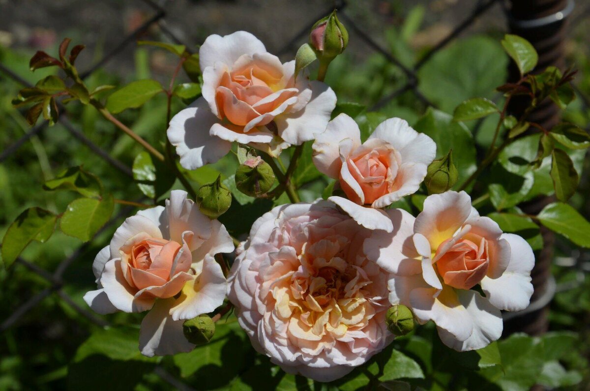 Роза Элизабет Стюарт.