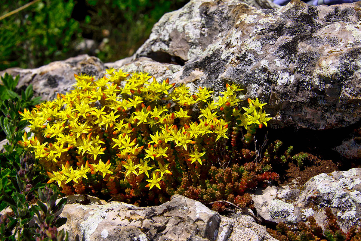Очиток едкий