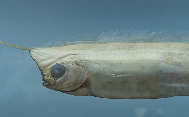 Гигантский сельдяной король встречается в океанах по всему миру.