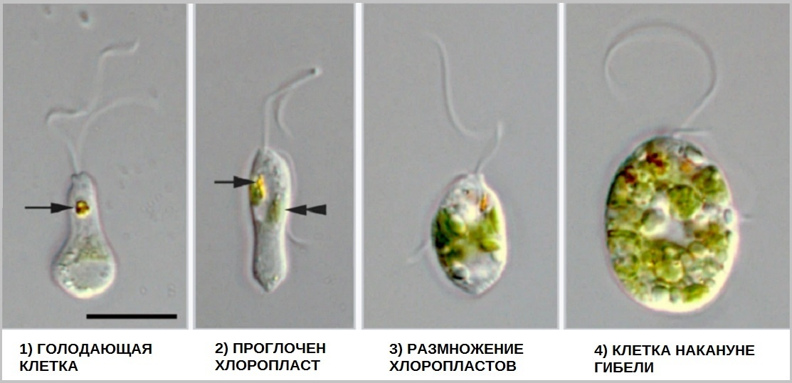 БЕСПЛАТНЫЙ СЫР БЫВАЕТ ТОЛЬКО В МЫШЕЛОВКЕ.. Хлоропласты "повышают благосостояние" Rapaza viridis, но адаптирующие их вирусы - убивают его. (Яндекс Картинки - википедия)
