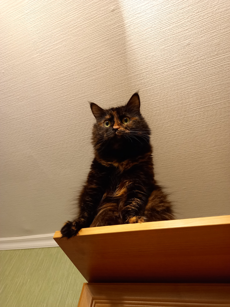 Высоко сижу, далеко гляжу