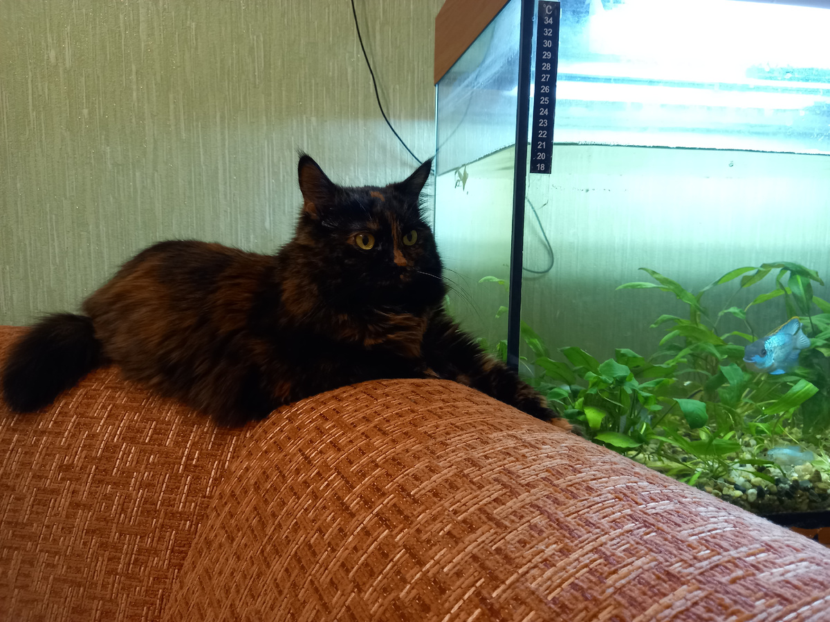 Наблюдает за рыбсами