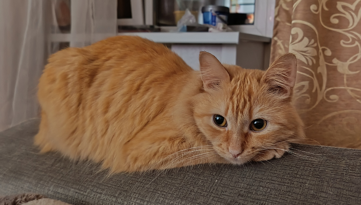 Рыжику так тем более все равно 🤭