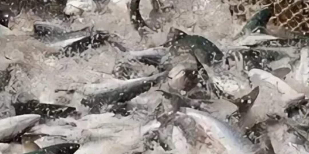 В Калининградской области ожидается рост производства рыбной продукции