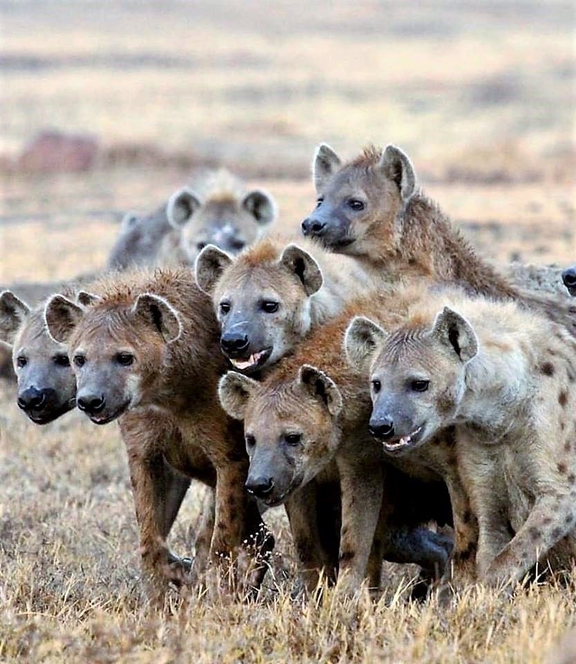 Гиены - семейство хищных млекопитающих подотряда кошкообразных. Некоторые интересные факты о них касаются видов, поведения, питания и размножения. 