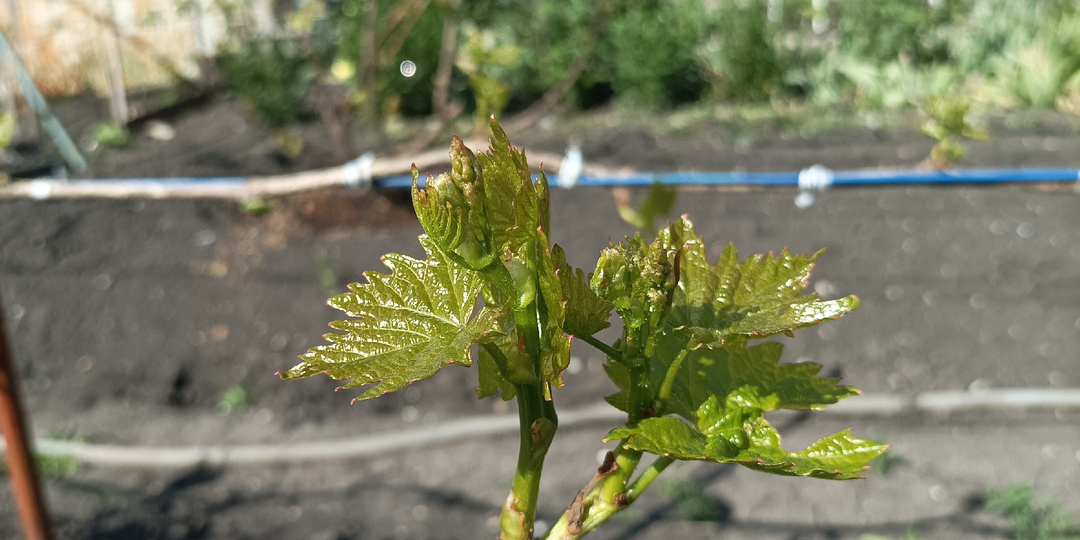 Открытие виноградных кустов весной