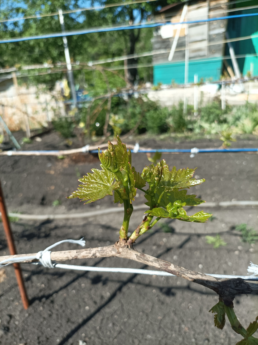 Открытие винограда и подвязка к шпалере по окончанию весенних возвратных заморозков