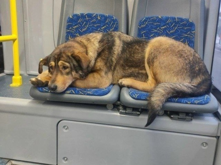 Осиротевший пес---собаку жалко