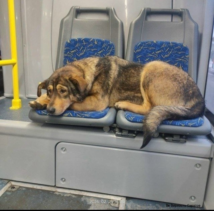 Фото от горожан. 