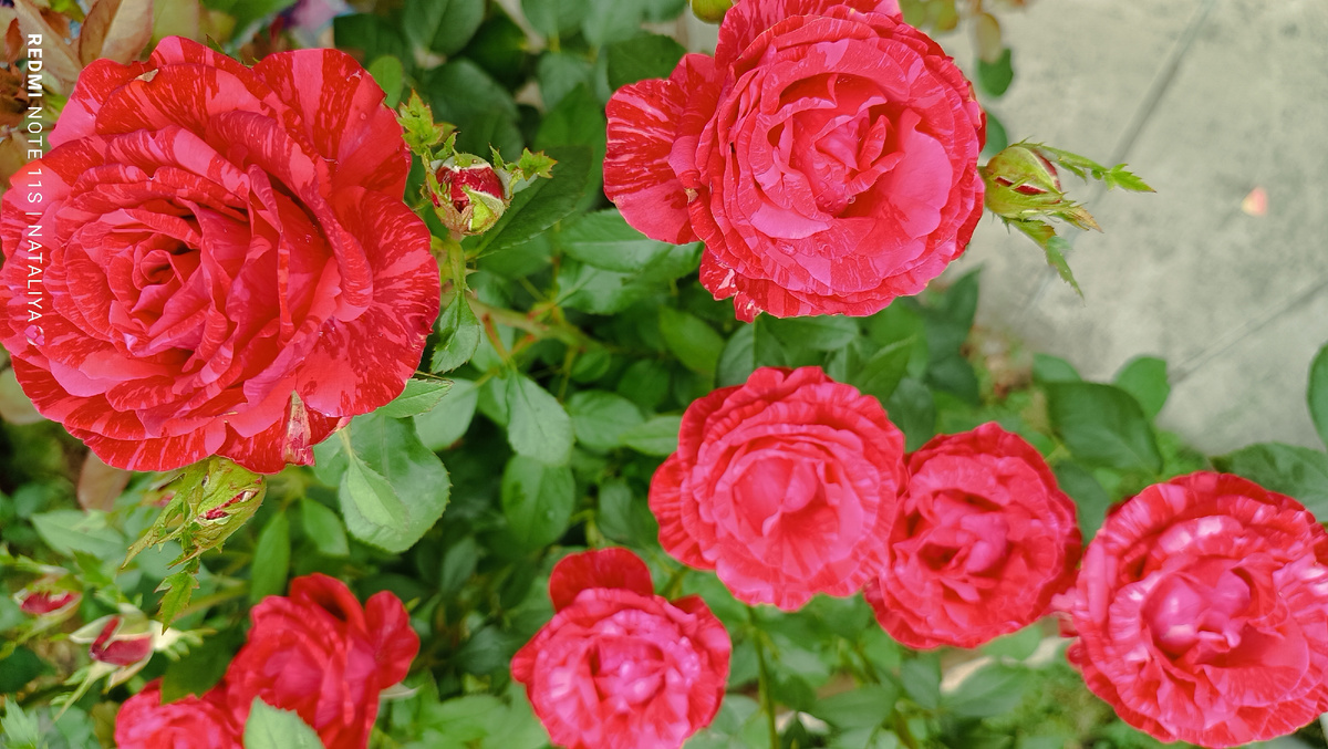   Ред Интуишн (Red Intuition)