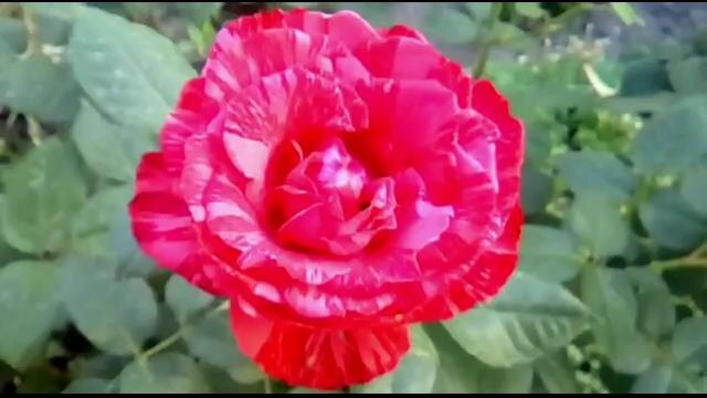   Ред Интуишн (Red Intuition)