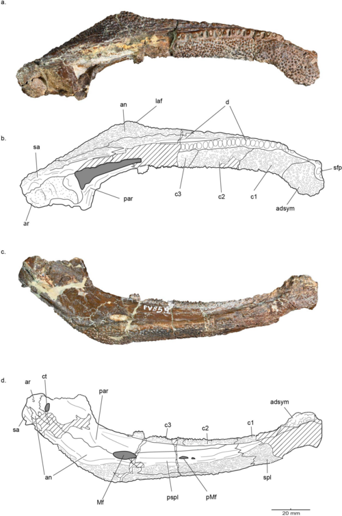 Голотип таники в разных проекциях