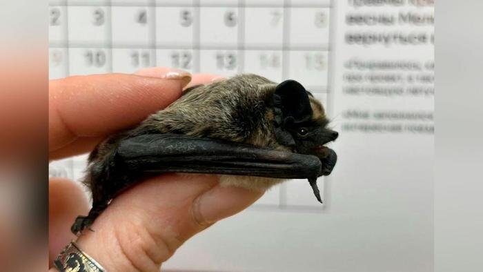 Обложка © Telegram/ Спасатели СпасРезерв