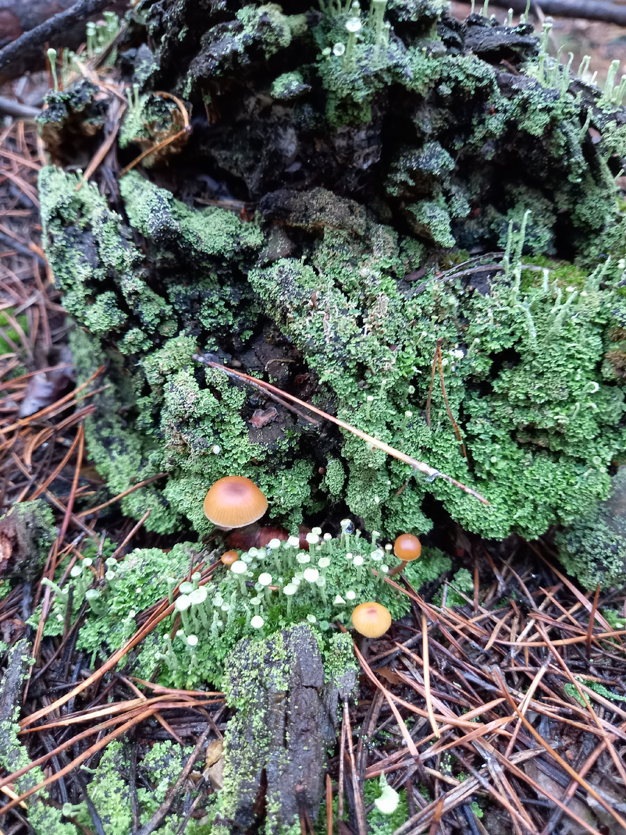 Симпатичная композиция