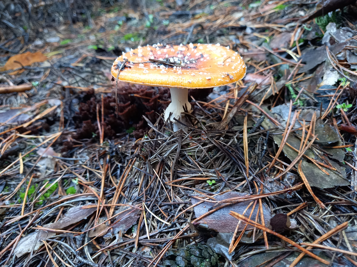 Маленький мухоморчик