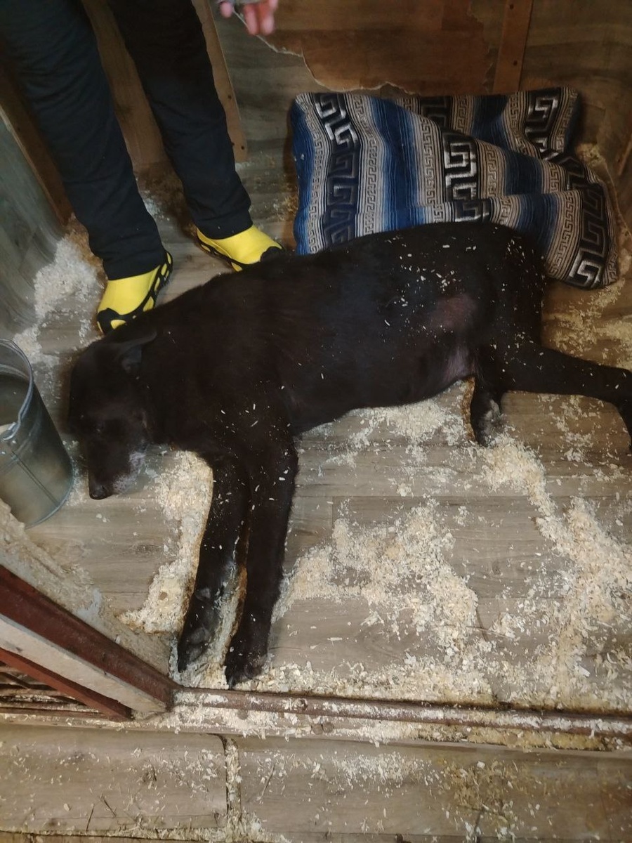 Бонди в приюте