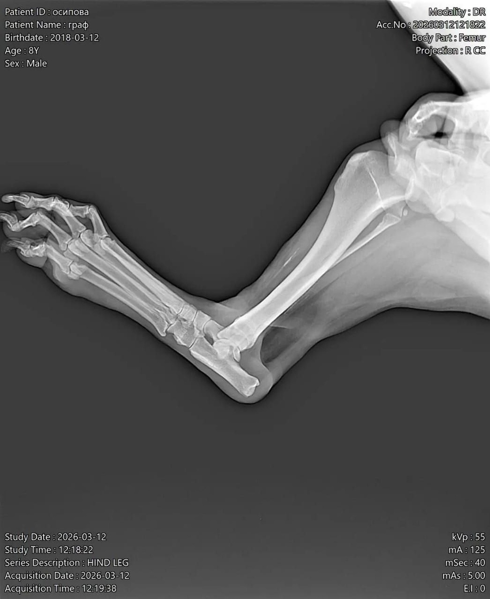 Снимок лапы Графа