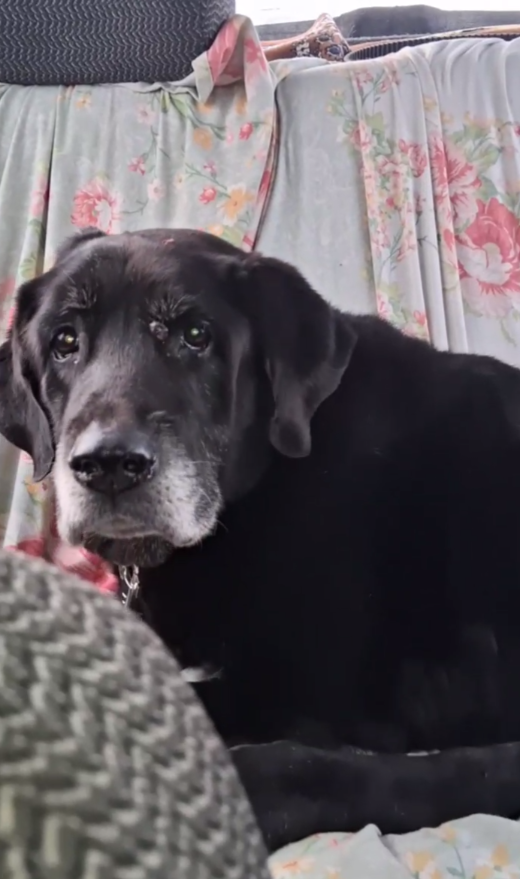 Везем Айка в клинику на очередную инъекцию гиалувита