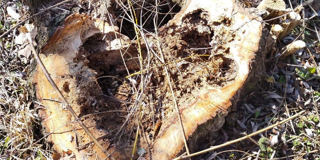 Остро хочется острого и весны!