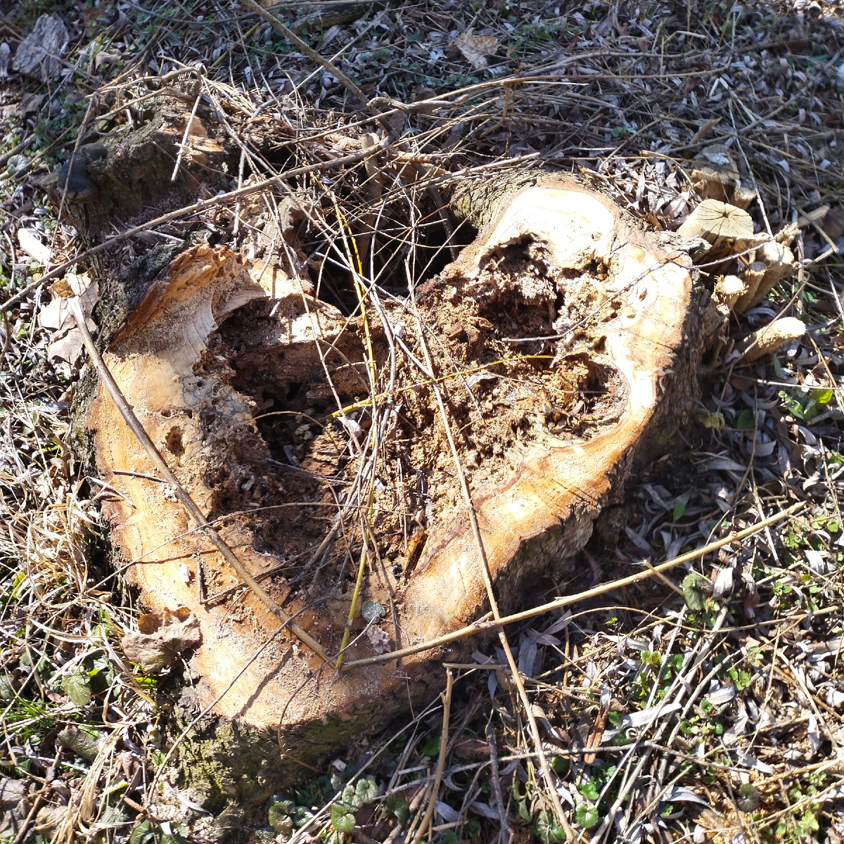 Идет весенняя обрезка деревьев. И спил