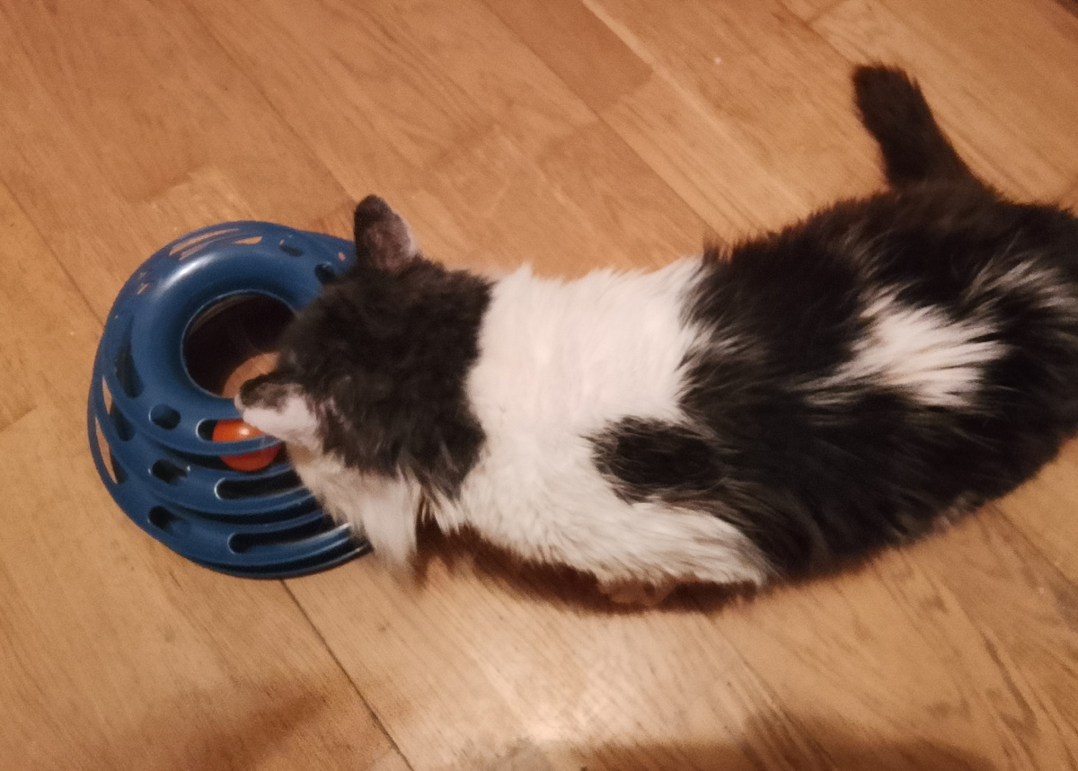 Кот, вид сверху для оценки упитанности