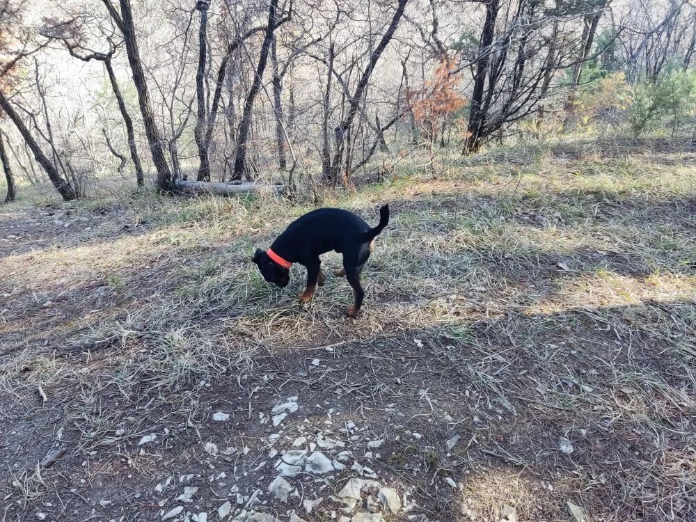 Прогулка с Ягдтерьером. Что нашел, то моё!