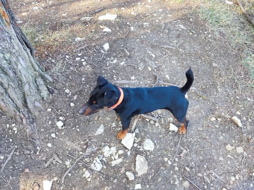 Прогулка с Ягдтерьером. А там что то есть?