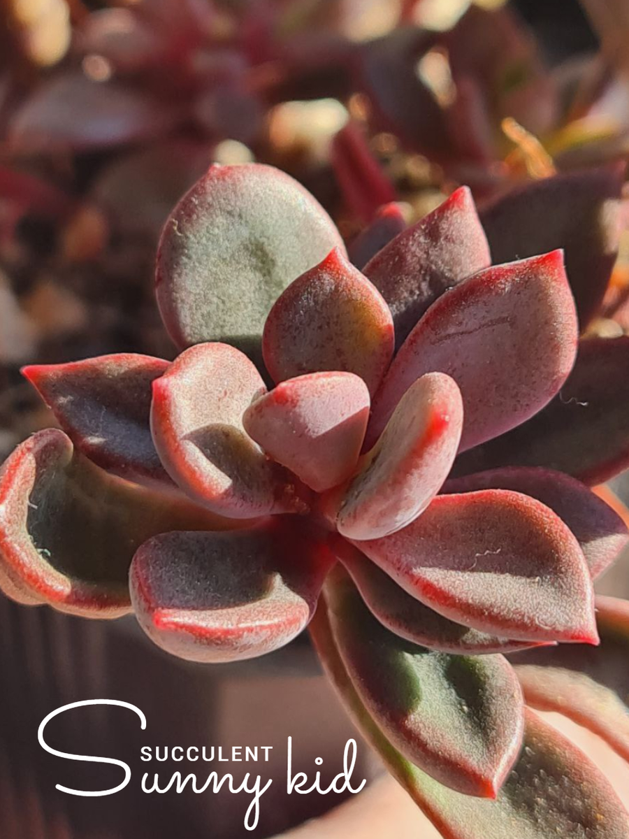 Echeveria 'Rezry'. Зима, лампы. Sunny kid | Succulent