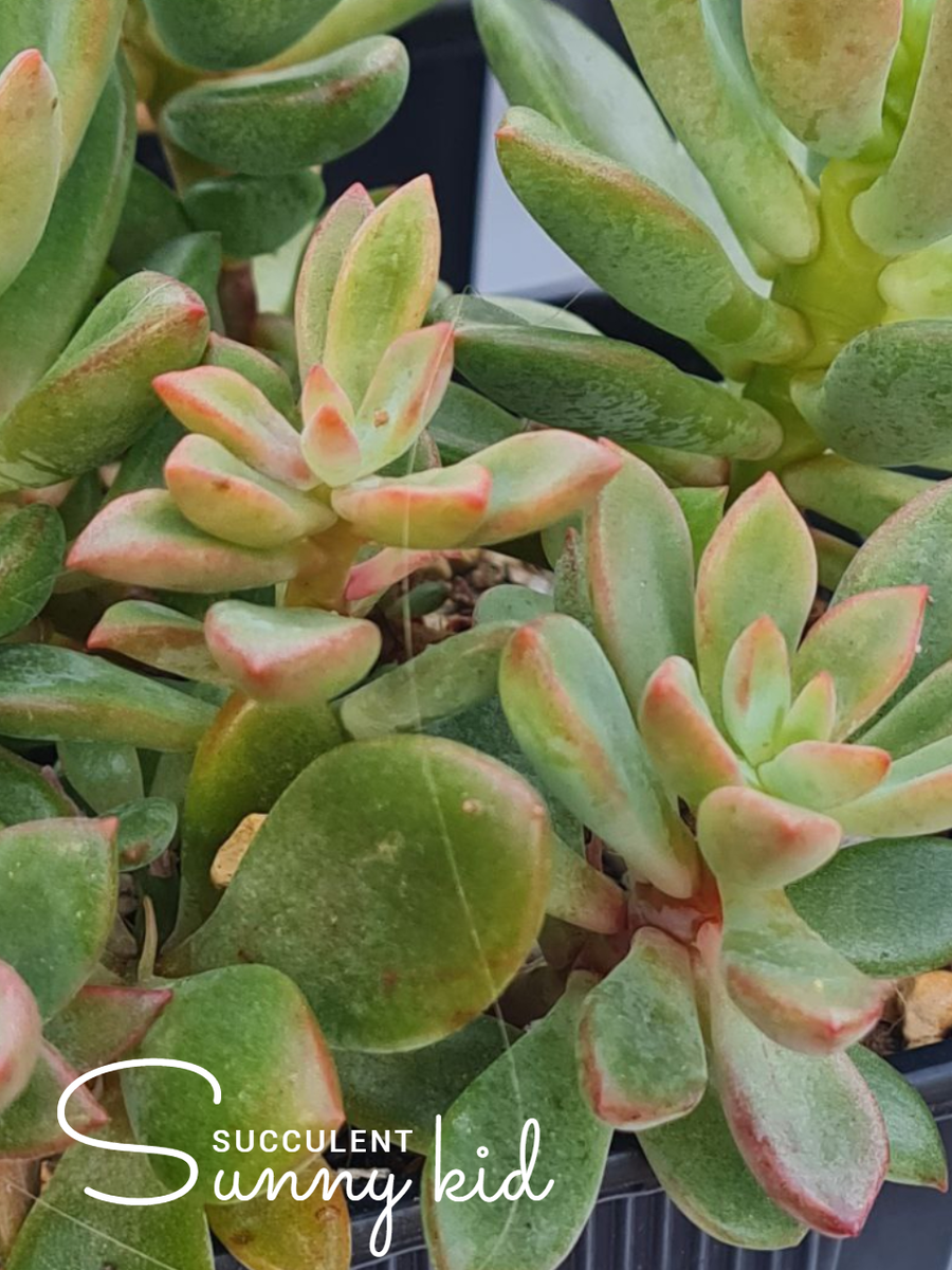 Echeveria 'Rezry'. Лето, улица. Sunny kid | Succulent