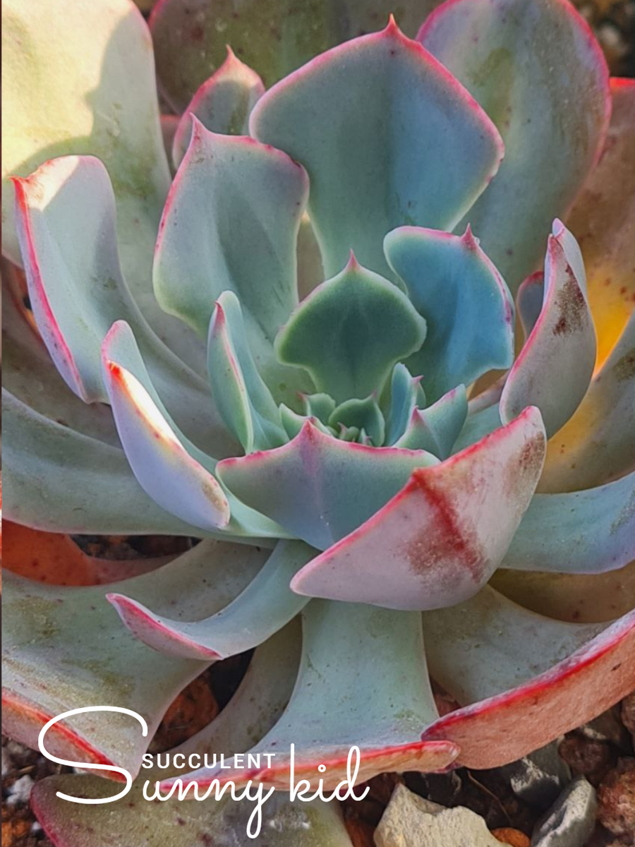 Echeveria 'Muesli'. Лето, улица. Sunny kid | Succulent