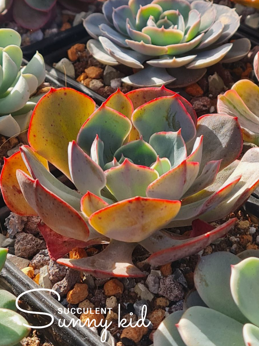 Echeveria 'Muesli'. Осень, улица. Sunny kid | Succulent