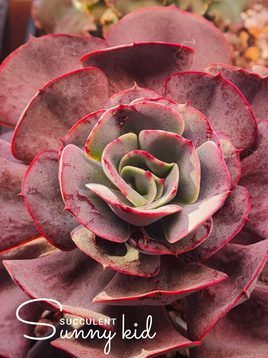 Echeveria 'Muesli'. Зима, лампы. Sunny kid | Succulent