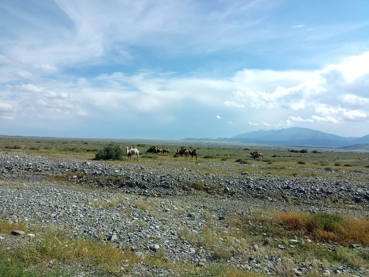 Верблюжье стадо