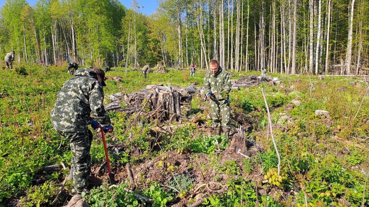 Посадка леса это только начало лесовосстановительных работ, дальше идёт непрерывная работа над созданием условий для приживаемости и роста культивируемых деревьев Источник: Источник: Группа ВК ООО «Увадрев-Холдинг».