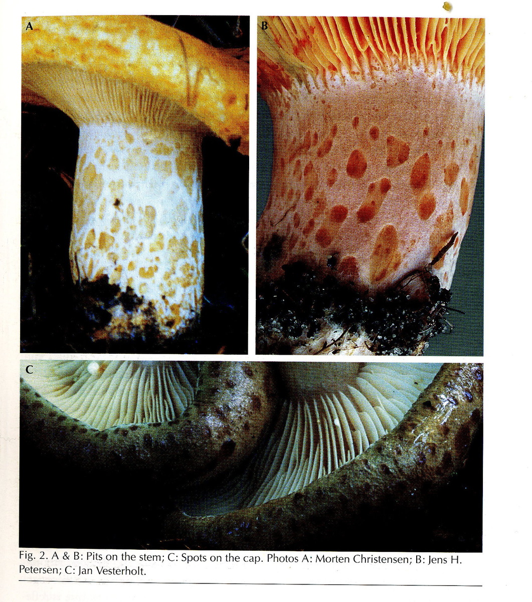Больше у меня цветных научных картинок нет, что буду ставить в третью часть - в душе не разумею