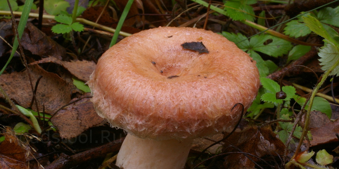 Ну что, врежем по млечникам? Часть II: от волнушки до чернушки