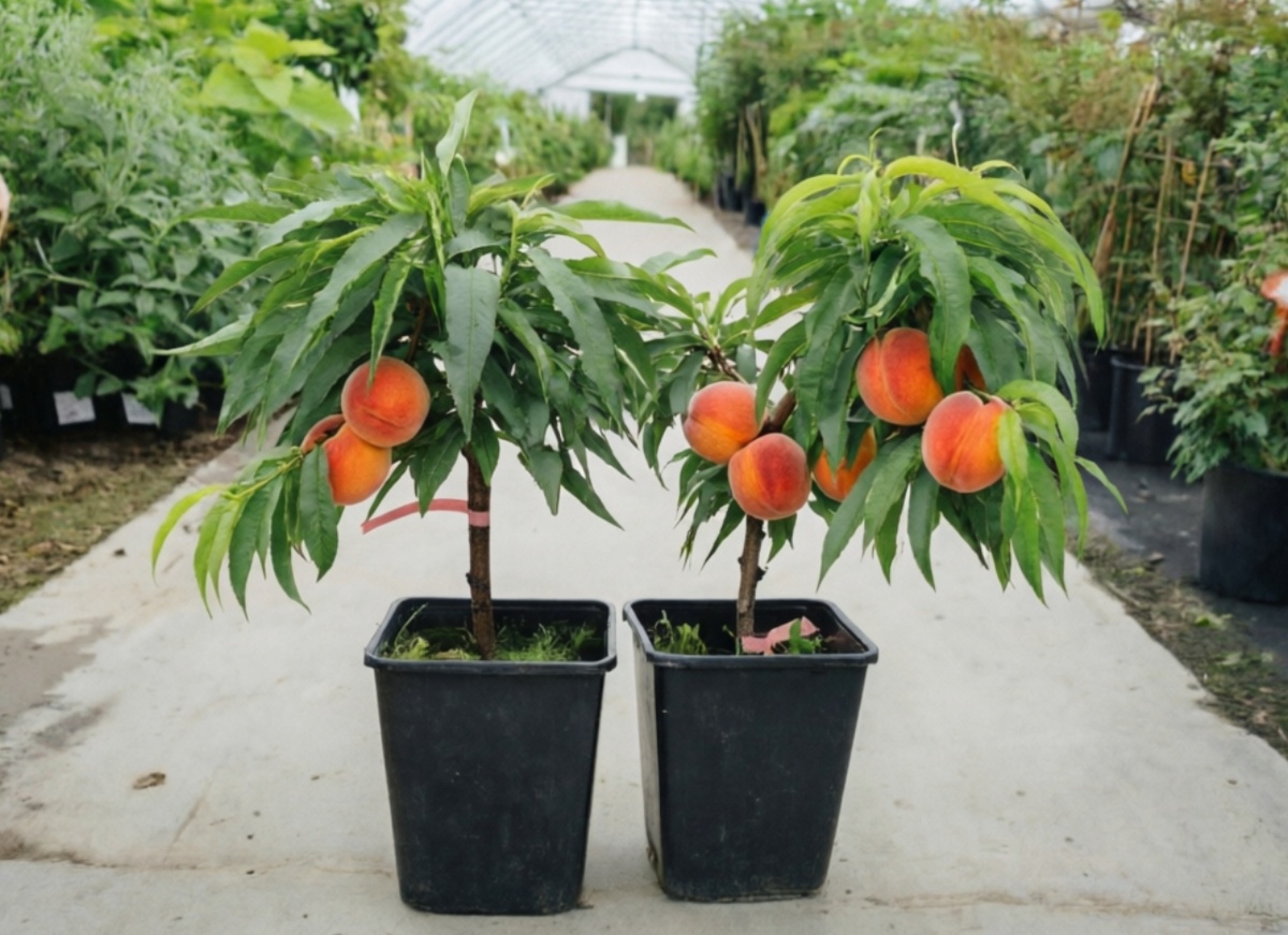 Персик карликовый (колоновидный) Юбилей столицы – самоплодный гигант для малого сада