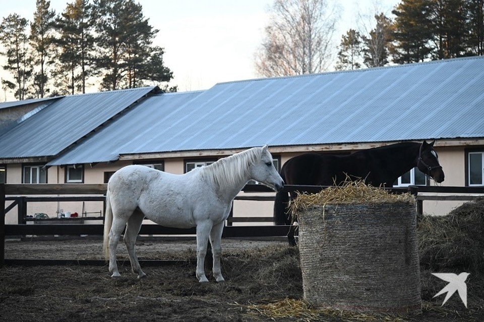    Инспектор ведомства вынес владельцу лошадей предупреждение Ольга ЮШКОВА