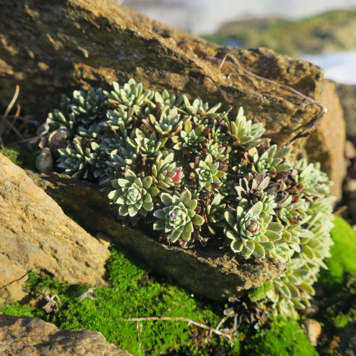 Камнеломка в бутонах