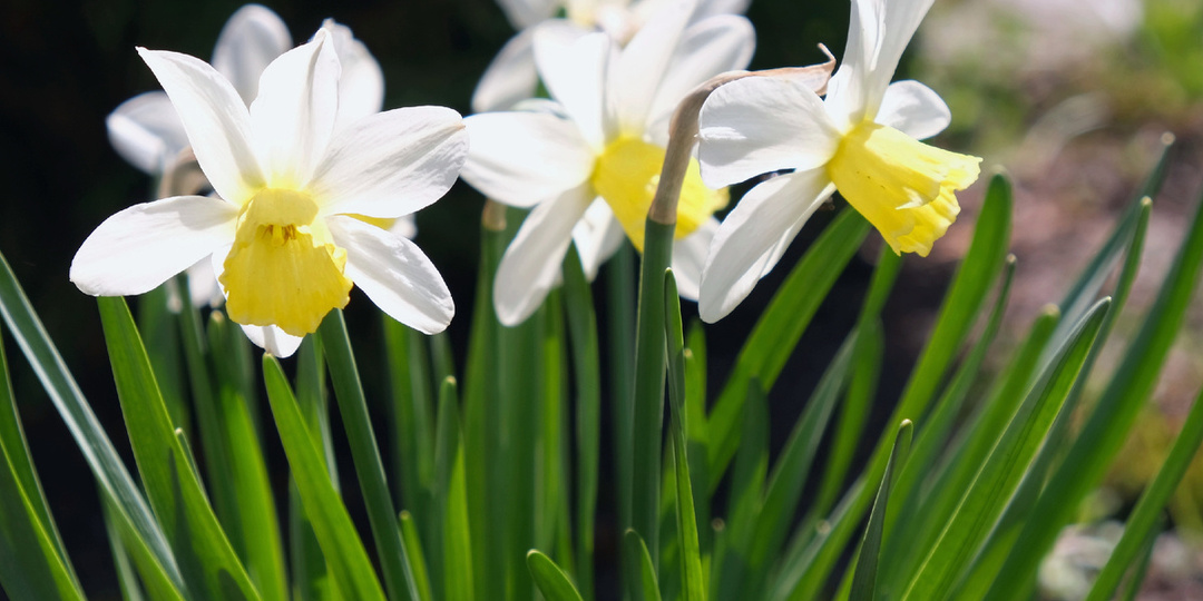 Садовый дневник (2025): год в саду, как менялся мой участок с зимы до зимы