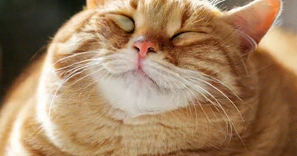 5 признаков, что кошка вами довольна